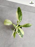 Philodendron Jose Buono - obrazek 4