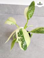 Philodendron Jose Buono