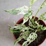 Monstera frozen freckles S