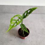 Monstera Obiqua Peru