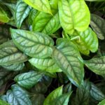 Monstera siltepecana S