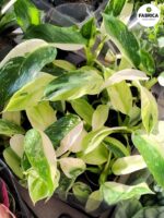 Philodendron Jose Buono - obrazek 6