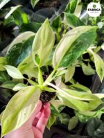 Philodendron Jose Buono - obrazek 7