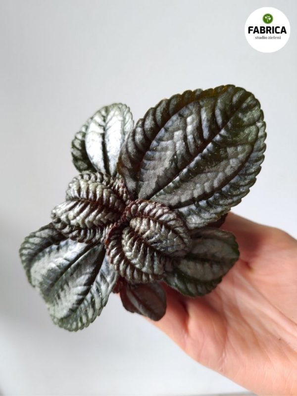 pilea cadierei (2)