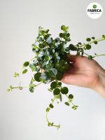 pilea depressa (6)