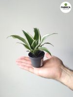 Dracaena deremensis WHITE JEWEL (2)