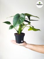 monstera deliciosa (5)