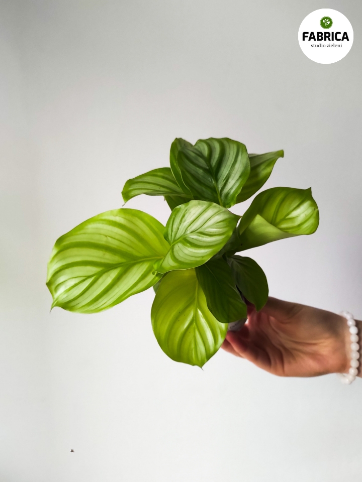 calathea orbifolia Calathea Orbifolia S - obrazek 1