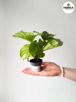 Calathea Orbifolia S - obrazek 2