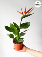 Strelitzia Reginae + kwiat dekoracyjny / Strelicja / Rajski Ptak - obrazek 3