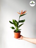 Strelitzia Reginae + kwiat dekoracyjny / Strelicja / Rajski Ptak