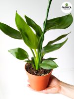 Strelitzia Reginae + kwiat dekoracyjny / Strelicja / Rajski Ptak - obrazek 2