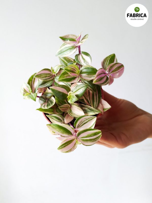 plant☆様 Tradescantia flum. 'Quadricolor' / Trzykrotka S - kolorowa