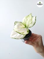 Aglaonema Snowflake - obrazek 2