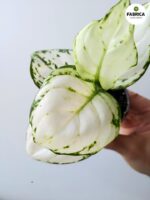Aglaonema Snowflake - obrazek 3
