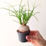 Beaucarnea recurvata - Nolina / "Noga Słonia" S