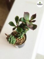 Euphorbia ritchiei - obrazek 7