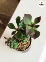 Euphorbia ritchiei - obrazek 6