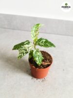 Ficus / Fikus Snowstorm - obrazek 2