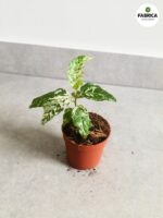 Ficus / Fikus Snowstorm - obrazek 6