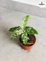 Ficus / Fikus Snowstorm - obrazek 5