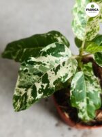 Ficus / Fikus Snowstorm - obrazek 4