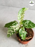 Ficus / Fikus Snowstorm