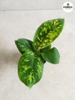 Homalomena wallisi Camouflage - rozmiar S - obrazek 2