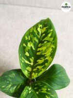 Homalomena wallisi Camouflage - rozmiar S - obrazek 4