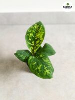 Homalomena wallisi Camouflage - rozmiar S - obrazek 3