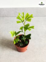 Szeflera / Schefflera Triangularis - obrazek 2