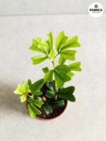 Szeflera / Schefflera Triangularis - obrazek 5