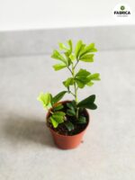 Szeflera / Schefflera Triangularis - obrazek 4