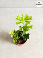 Szeflera / Schefflera Triangularis - obrazek 3