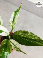 Skrzydłokwiat / Spathiphyllum Snow Feather - obrazek 5