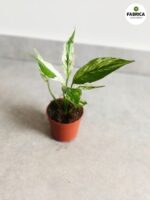 Skrzydłokwiat / Spathiphyllum Snow Feather - obrazek 4