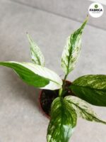 Skrzydłokwiat / Spathiphyllum Snow Feather - obrazek 3