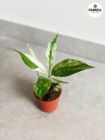 Skrzydłokwiat / Spathiphyllum Snow Feather - obrazek 2