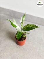 Skrzydłokwiat / Spathiphyllum Snow Feather - obrazek 8