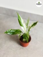 Skrzydłokwiat / Spathiphyllum Snow Feather