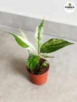 Skrzydłokwiat / Spathiphyllum Snow Feather - obrazek 6