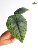Alocasia Melo - obrazek 11