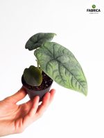 Alocasia Melo - obrazek 14