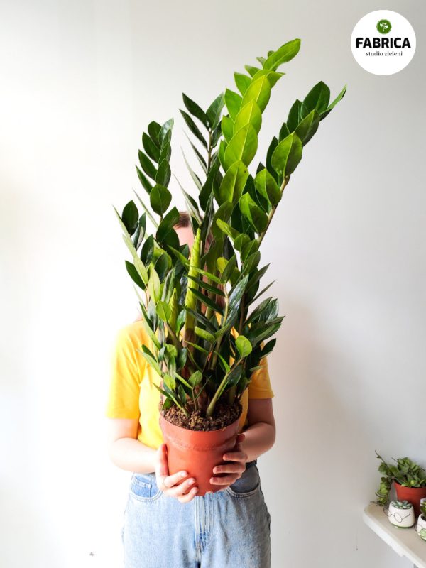 zamioculcas