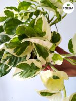 Epipremnum aureum N'Joy M - obrazek 7
