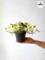 Epipremnum aureum N'Joy M - obrazek 12