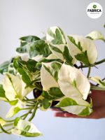 Epipremnum aureum N'Joy M - obrazek 5