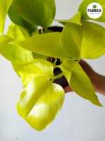Epipremnum pinnatum Neon - obrazek 6