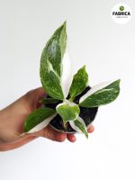 Philodendron / Filodendron 'White Wizard' - obrazek 10