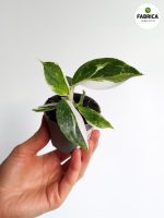 Philodendron / Filodendron 'White Wizard' - obrazek 8